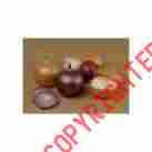 7059pf Bulk Savings Onion Keeper Colors May Vary Kitchen 705370005906