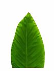 7145 Euroquest Imports Large Banana Deco Parchment Leaves Pack Of 10 Kitchen 827912073904