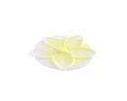 Az5982efc9d8b53-us Imported Frangipani Drink Cover 849606046247 Az5982efc9d8b53-us Imported Frangipani Drink Cover 849606046247