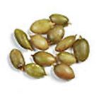 Spu778951 Pupkin Lb 5 Seed - Spu778951 Pupkin Lb 5 Seed -