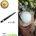 11" Coconut Tool Opener Meat Young Knife Real Natural Handmade Very Shar. Fixed Price $32.64.