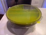 The Pampered Chef Salad Cutting Bowl #100086 New Box Low Fast Shipping!. Fixed Price $13.99.